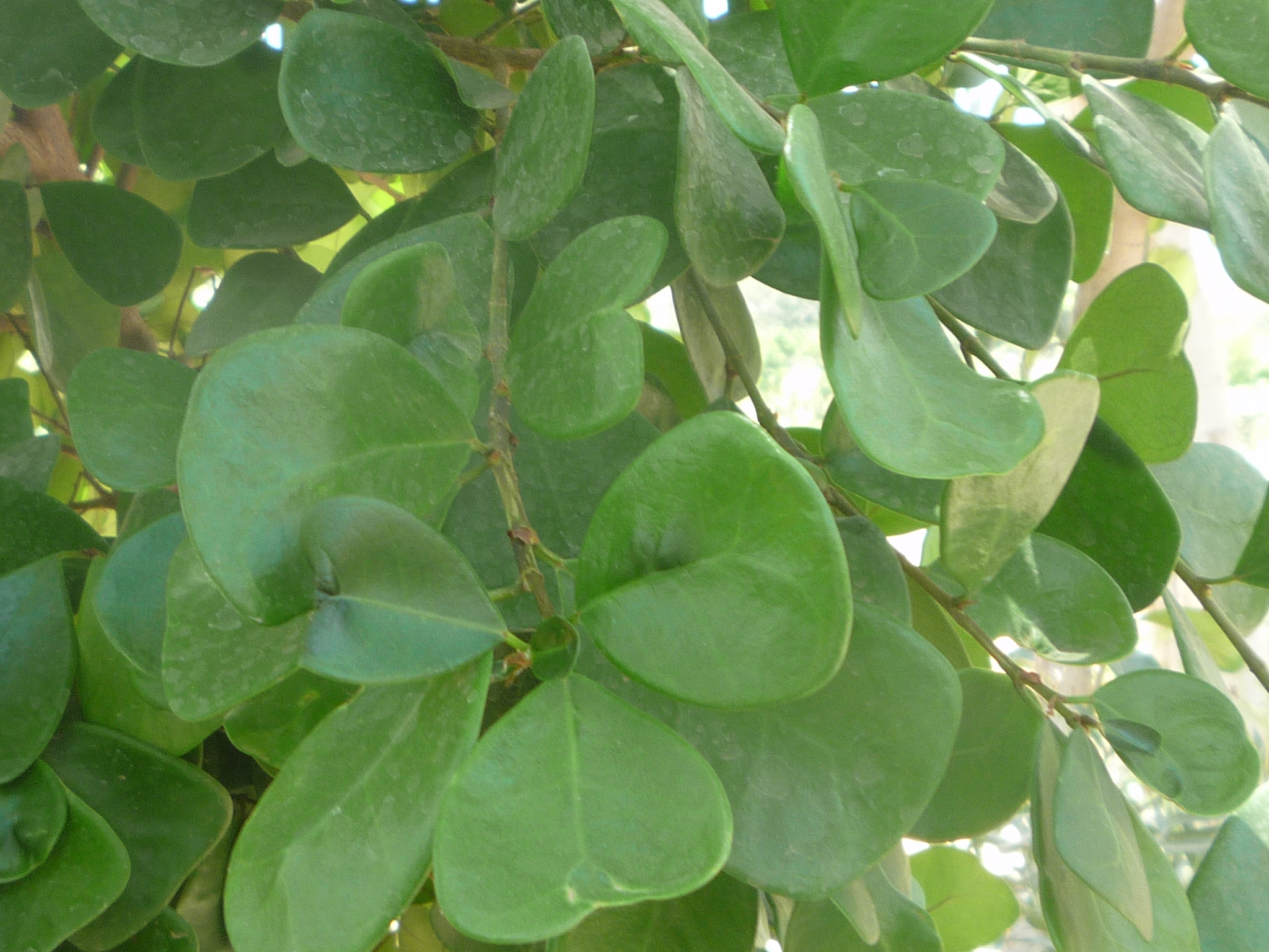 Ficus natalensis leprieurii